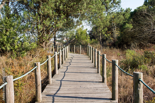 Wooden beach walkway between green trees and vegetation