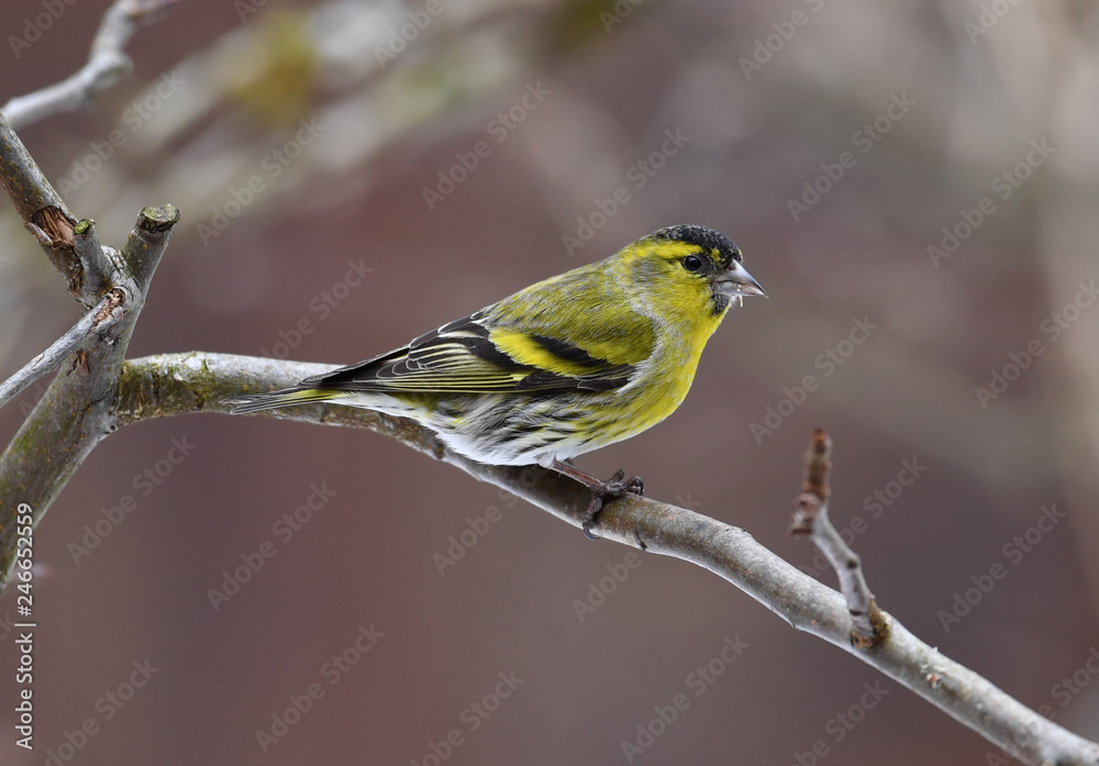 Obraz premium Erlenzeisig Männlich