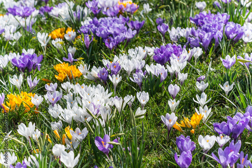 Flowerbed filled with purple, white, and yellow crocus.