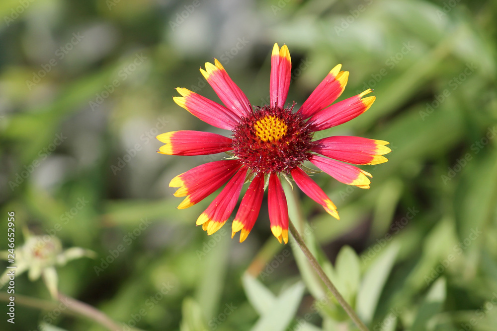 Red flower of gaillardia or blanketflower in garden Red flower of gaillardia or blanketflower in garden