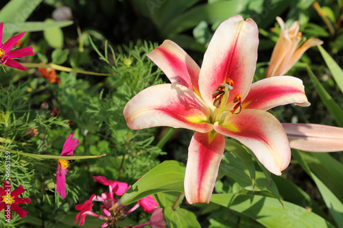 Flower of lily (Oriental Hybrid) in garden
