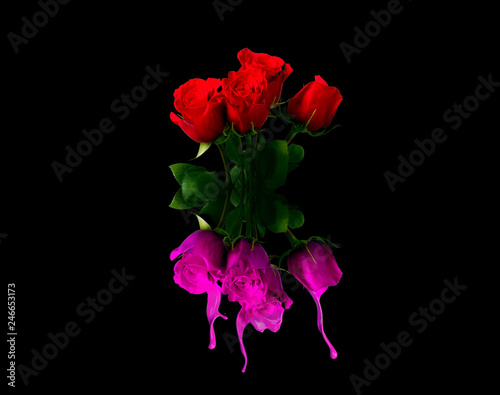 colored roses splashing