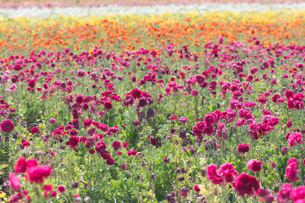 Giant Ranunculus flowers growing in a field on a sunny day. Rainbow of colorful flowers