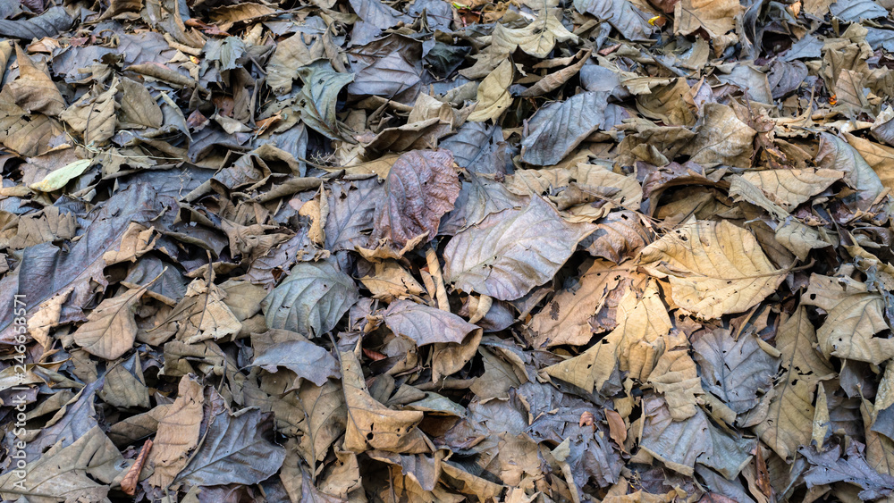 Dry Teak Leaves in Forest Dry Teak Leaves in Forest
