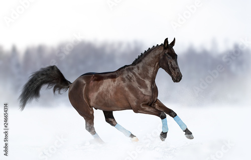 Raven stallion in winter galloping