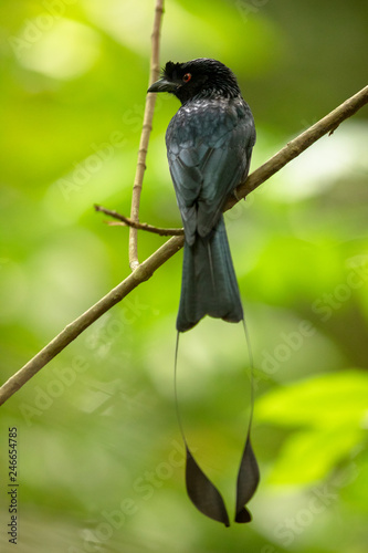 Wall Mural Beautiful black bird, Greater Racket-tailed Drongo, Dicrurus paradiseus, perching on a branch in Singapore