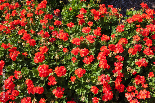 Geraniums