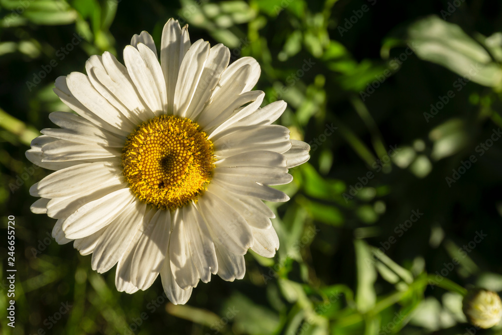 golden light on daisies golden light on daisies