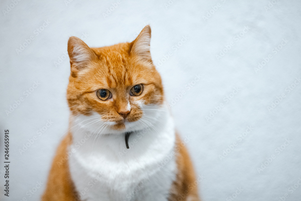 Portrait of red white home cat over white background.