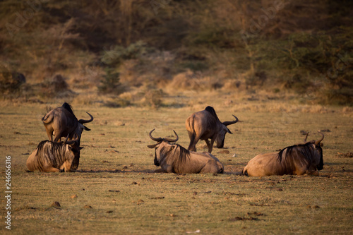 Gnu photo