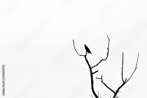 silhouette of crow on tree branch isolated on pale white background