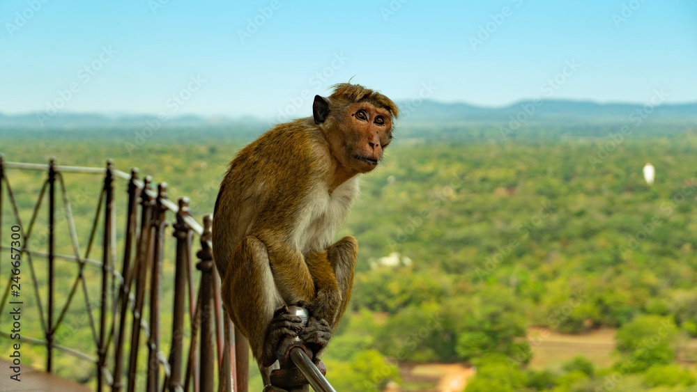 Monkey Sitting On The Metal Fence With The Landscape View