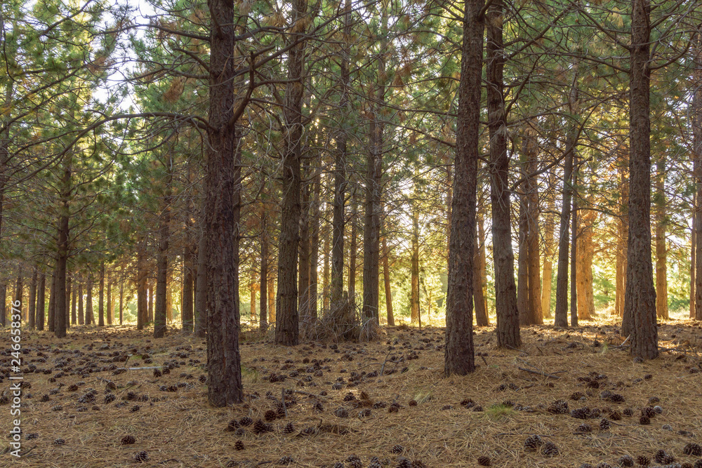 Pine woodland in Patagonia