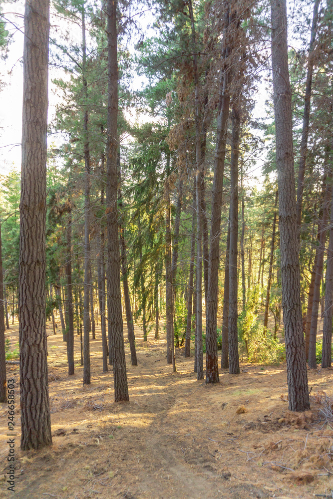 Pine woodland in Patagonia