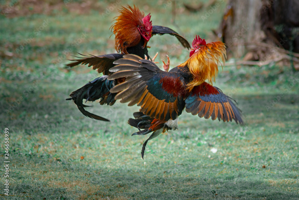 Rooster Fight Stock Photo Adobe Stock