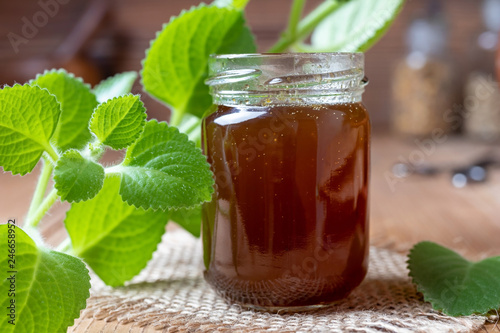 Silver spurflower syrup with fresh Plectranthus argentatus plant photo