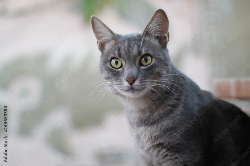 portrait of a cat with green eyes on background portrait of a cat with green eyes on background