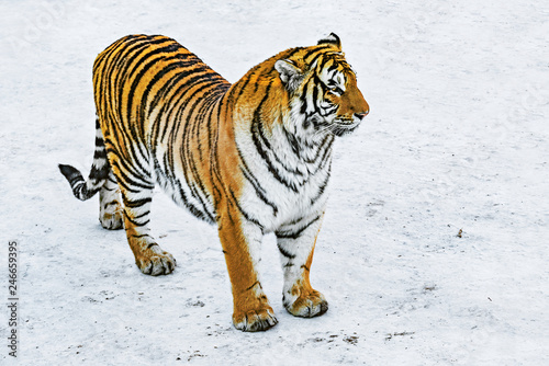 Tiger on the snow at sunny winter day.