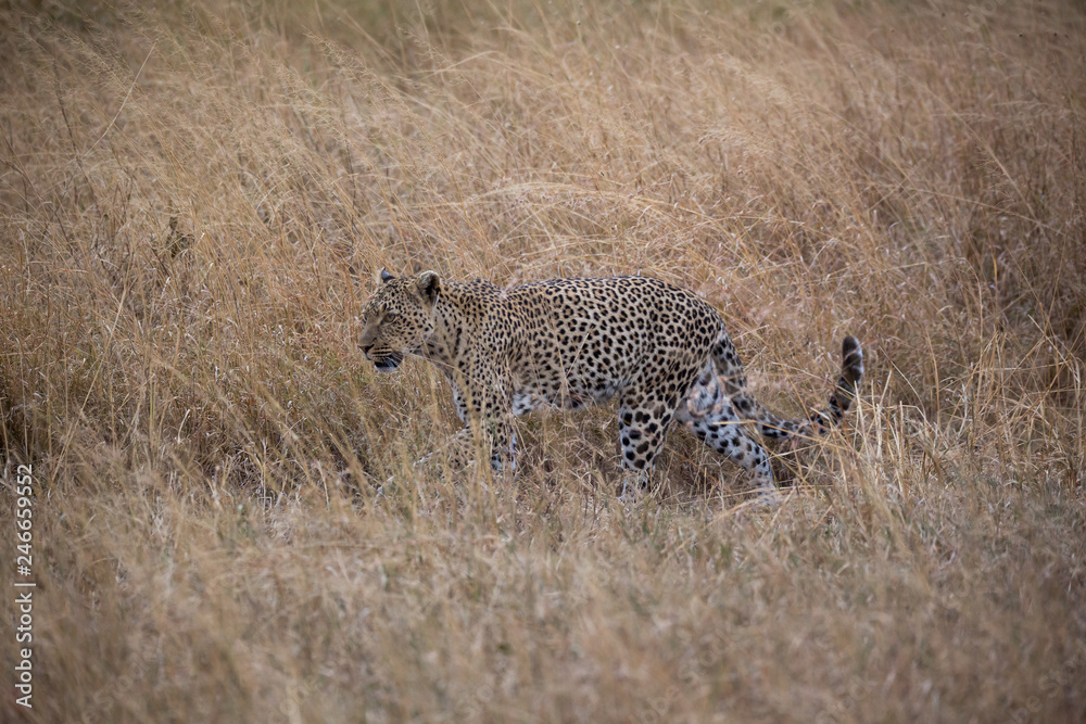 Leopard (Panthera pardus)
