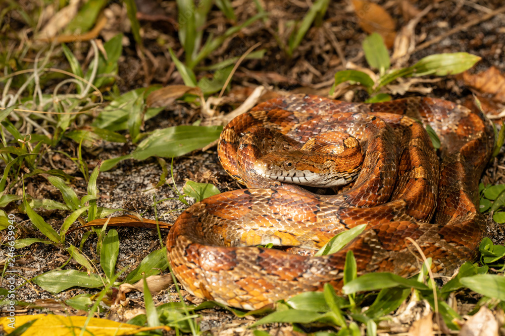 Fototapeta premium Coiled corn snake - Pantherophis guttatus
