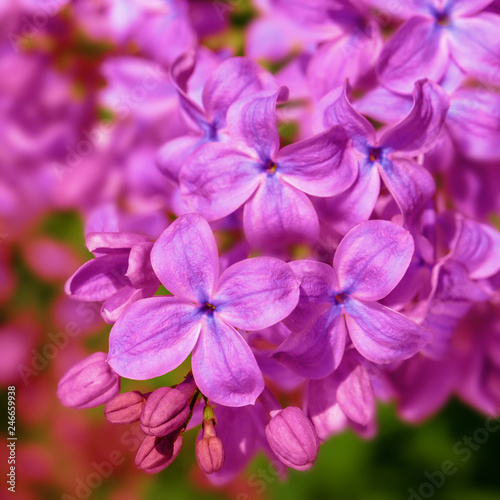 discolight color  lilac blossoms on branches © lms_lms