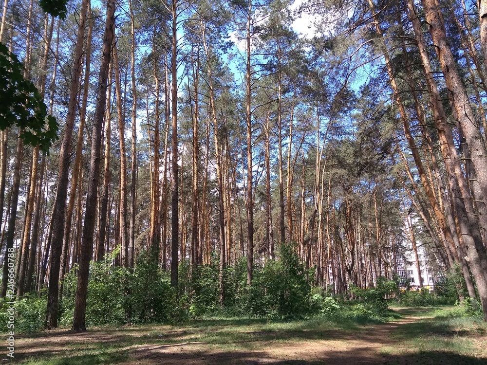 Fototapeta premium Pine park in the city