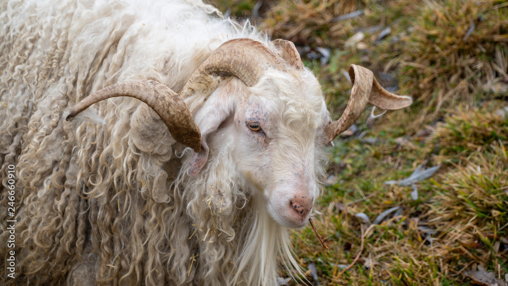 The Angora goat is a breed of domestic goat that originated in Ankara, Turkey and its surrounding region in central Anatolia. Angora goats produce the lustrous fibre known as Mohair 