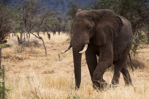 Elefant - Loxodonta africana © EinBlick