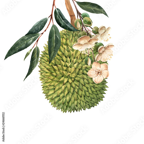 Watercolor durian tropical fruit illustrtion