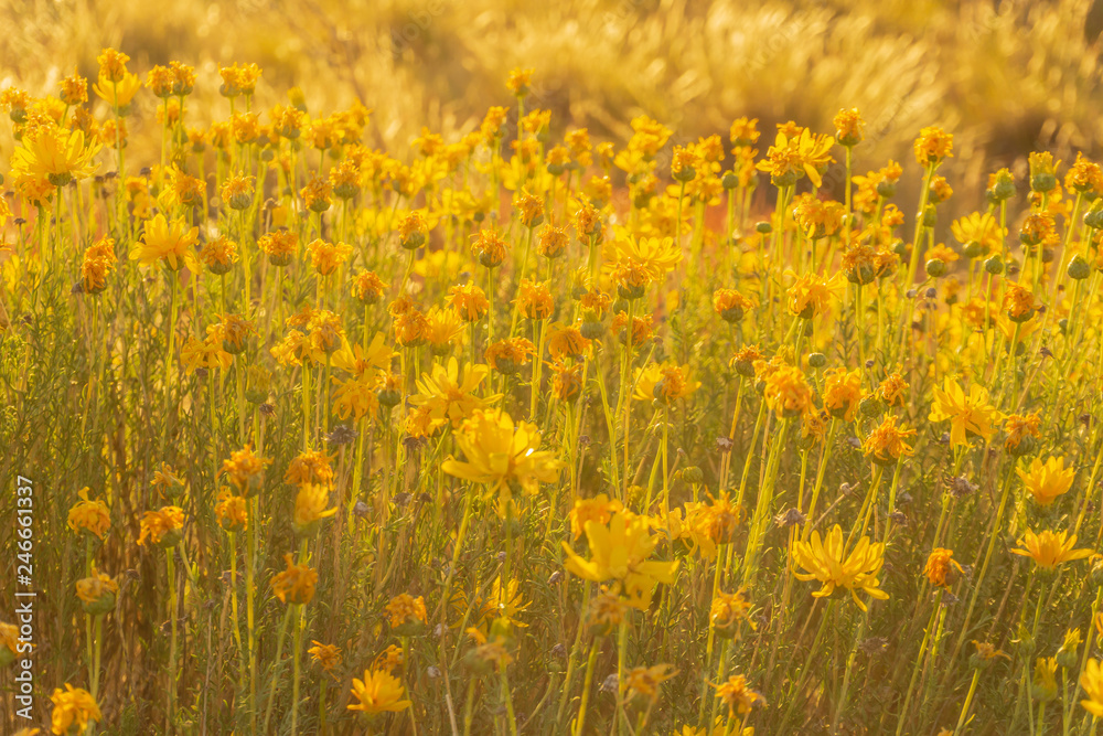 Obraz premium golden light over wildflowers in patagonia