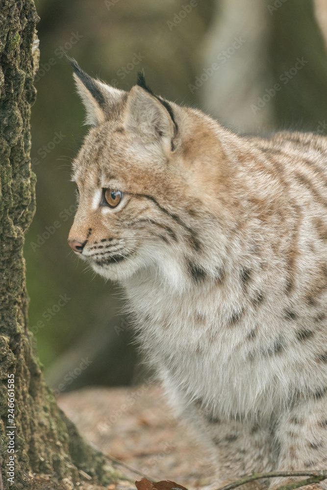 A young lynx is attentively in the forest A young lynx is attentively in the forest