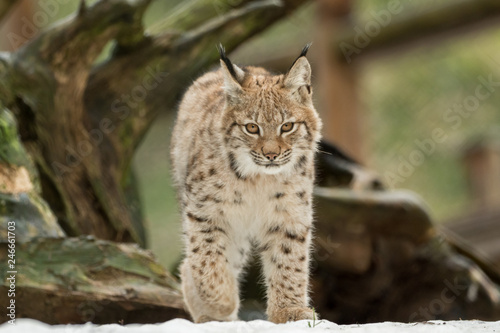 A young lynx is attentively in the forest