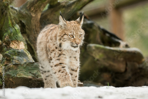 A young lynx is attentively in the forest © sandradombrovsky