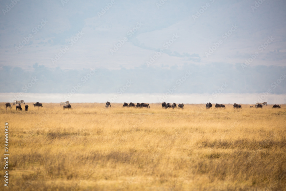 Ngorongorokrater – Nationalpark - Tansania