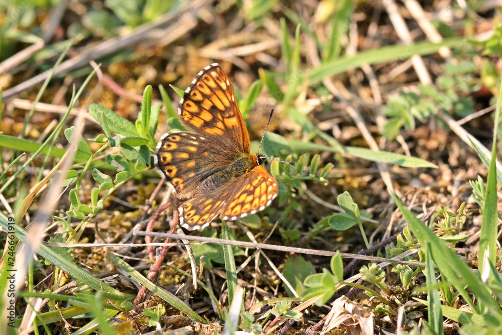 Schlüsselblumen-Würfelfalter (Hamearis lucina) Schlüsselblumen-Würfelfalter (Hamearis lucina)