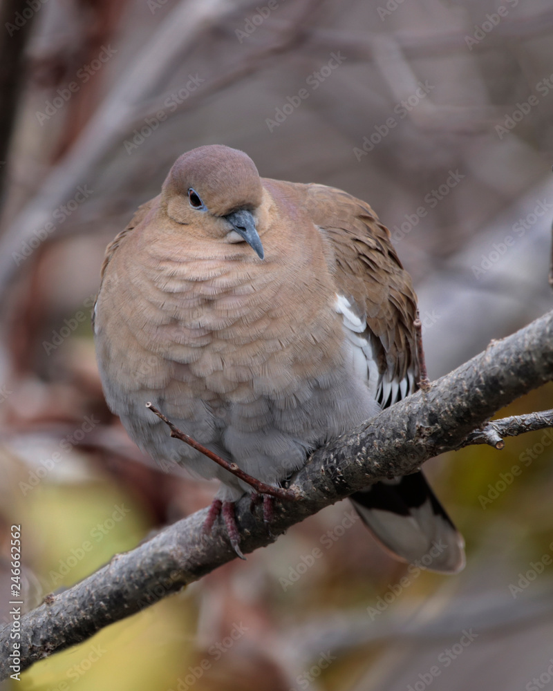 White-winged Dove (ZENAAIDA asiatica) on tree limb White-winged Dove (ZENAAIDA asiatica) on tree limb