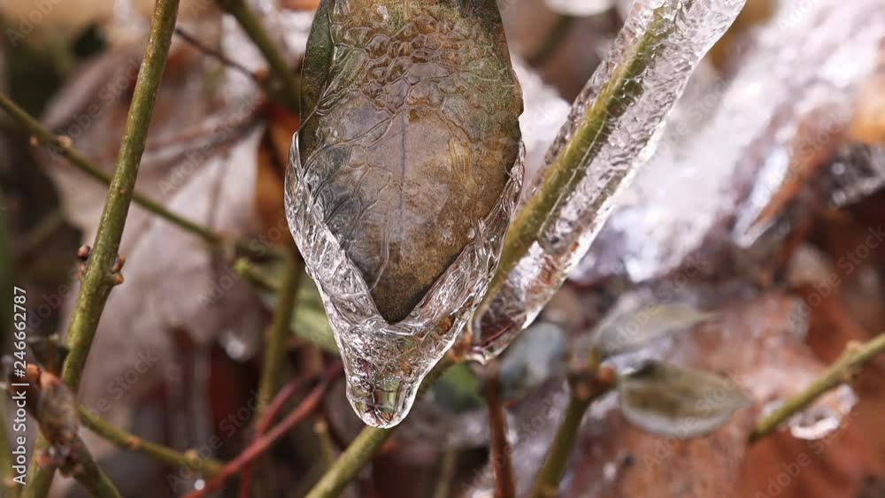 Nature covered with ice into beautiful structures Nature covered with ice into beautiful structures