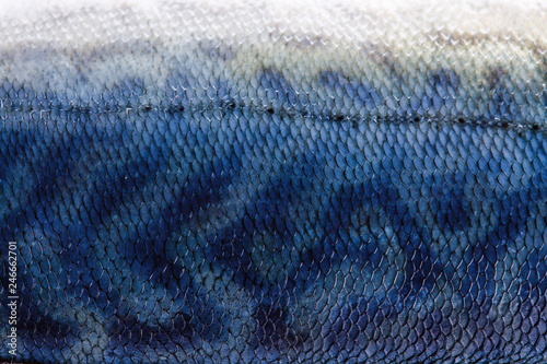 Close up of mackerel fish skin