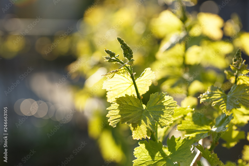young shoots of grape macro shot young shoots of grape macro shot