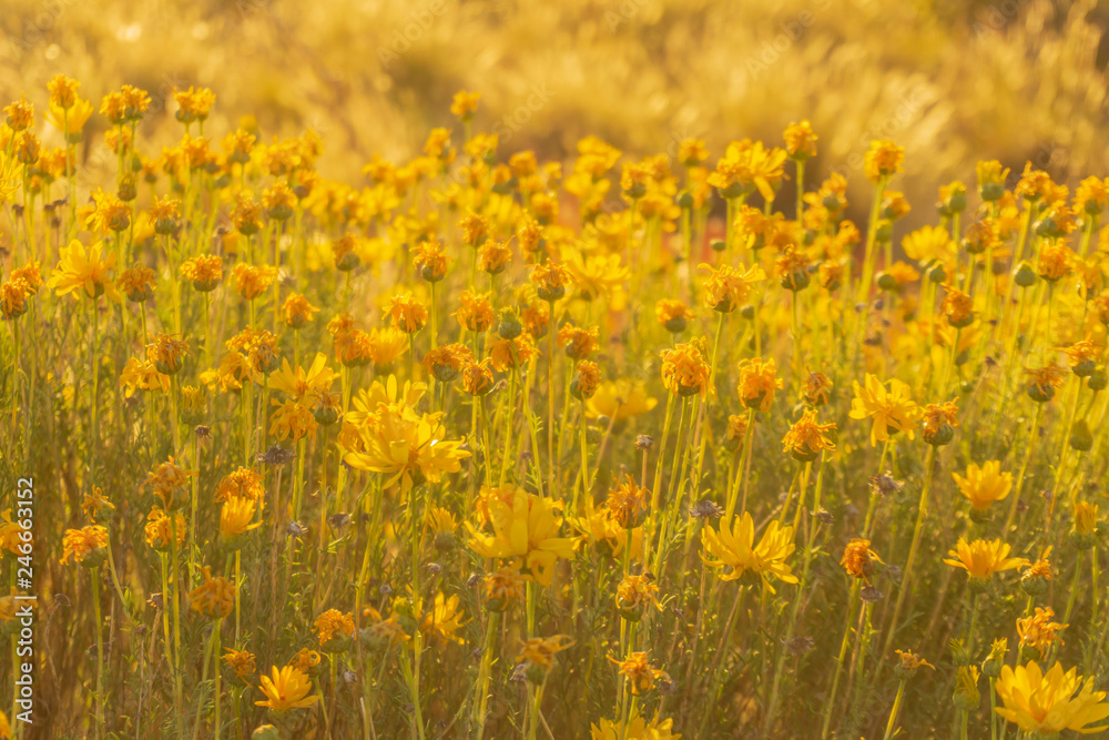 Fototapeta premium golden light over wildflowers in patagonia