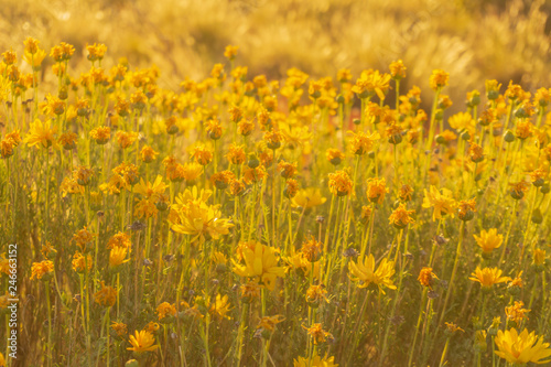 golden light over wildflowers in patagonia © Pedro Suarez