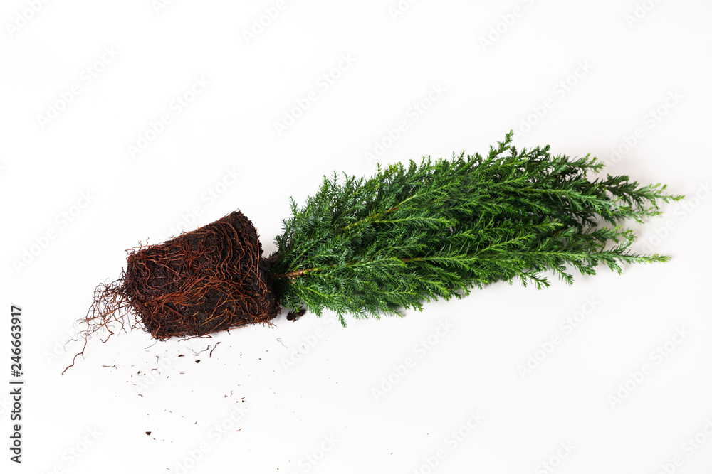 custom made wallpaper toronto digitalPlant cypress seedling with soil on white background. Earth Day April 22 concept