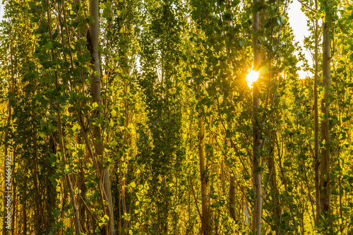 sun rays through trees