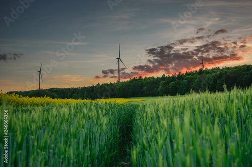 sunset over green field