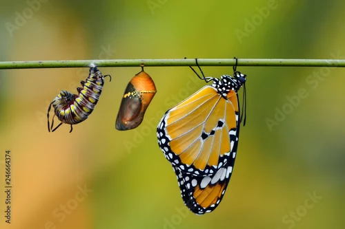 Fototapeta na wymiar Niesamowity moment, motyl monarcha, gąsienica i poczwarka