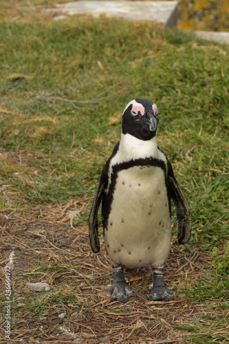 penguin in south africa