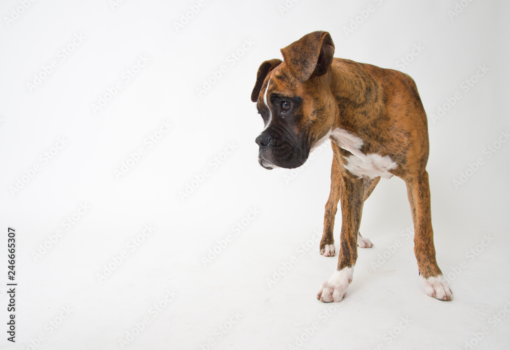 Cachorro de Boxer Stock Photo | Adobe Stock