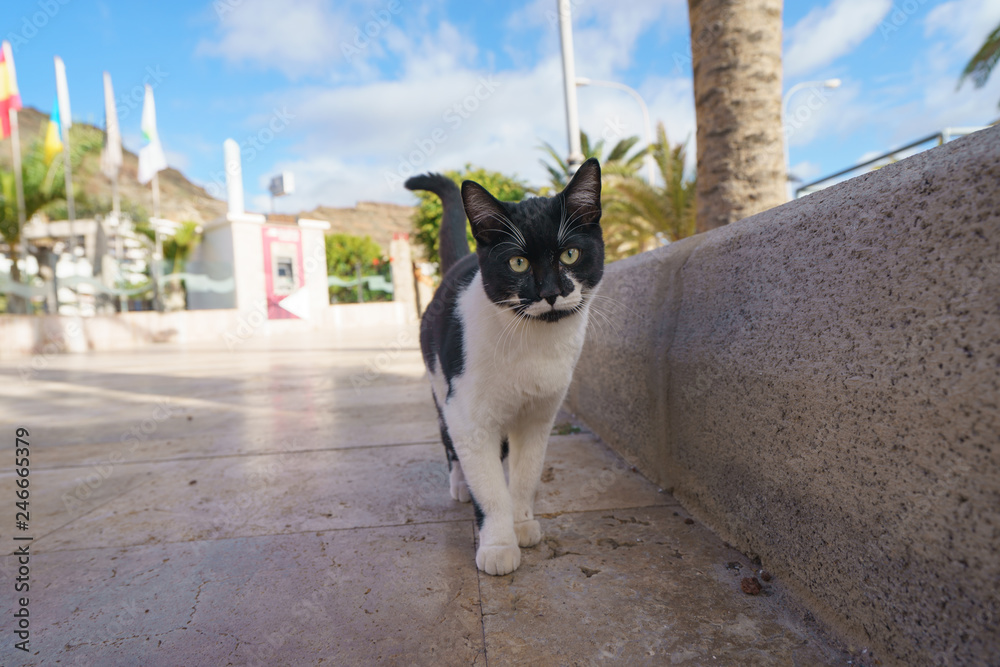 Nature funny colored black and white cat. Black and white cat of the Gran Canaria near the Playa del Cura.