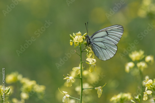 Pieridae / Alıç Kelebeği / Black-veined White / Aporia crataegi © Yasin