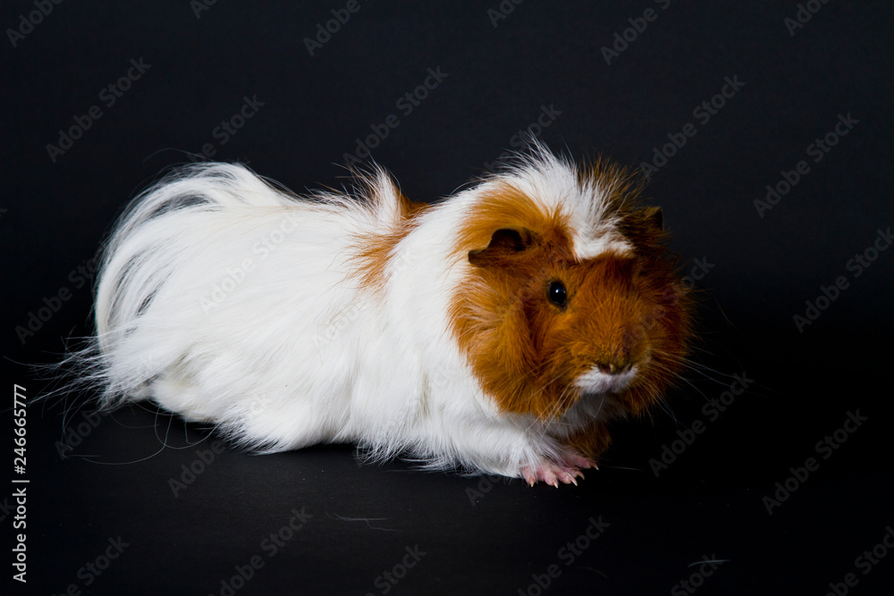 Cobaya